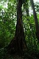 84_Mexico_Palenque_Jungle