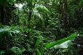 85_Mexico_Palenque_Jungle