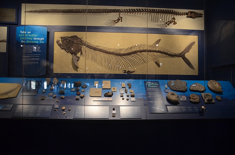 063_USA_Chicago_Field_Museum.JPG