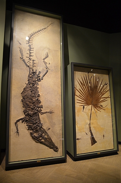 066_USA_Chicago_Field_Museum.JPG