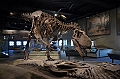 060_USA_Chicago_Field_Museum