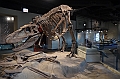 062_USA_Chicago_Field_Museum