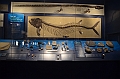 063_USA_Chicago_Field_Museum
