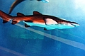 169_Dubai_Mall_Aquarium