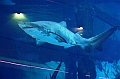 172_Dubai_Mall_Aquarium