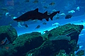 179_Dubai_Mall_Aquarium