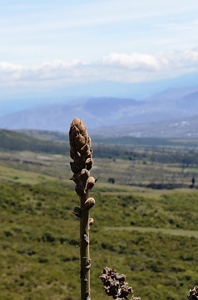 131_Ecuador_Cotocachi_Laguna_de_Cuicocha.JPG