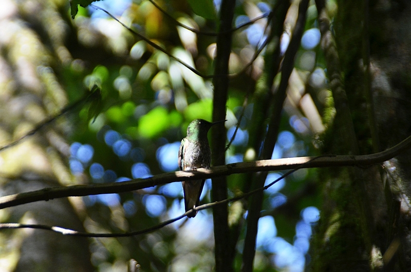 194_Ecuador_Guango_Lodge.JPG