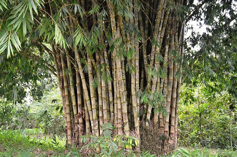 212_Ecuador.JPG