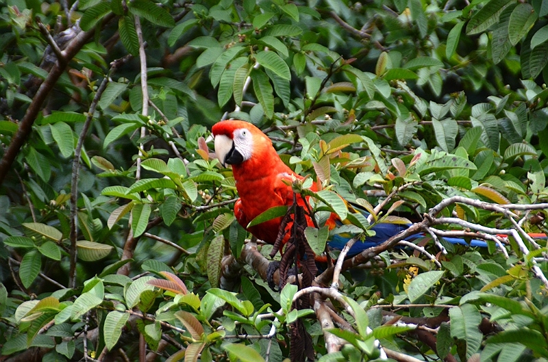 215_Ecuador_Amazonas_Aera.JPG