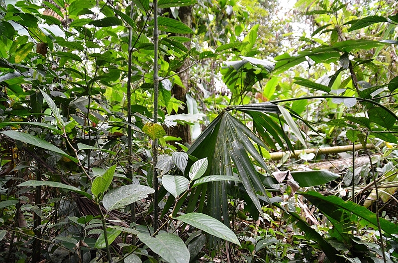 216_Ecuador_Amazonas_Aera.JPG