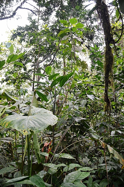 217_Ecuador_Amazonas_Aera.JPG