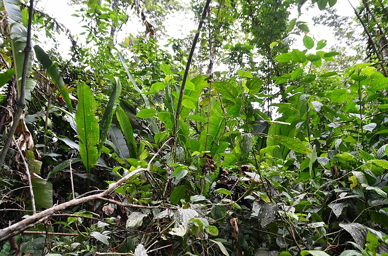 218_Ecuador_Amazonas_Aera.JPG