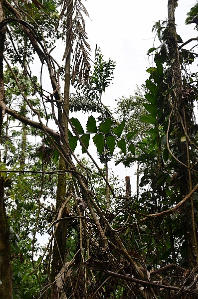 222_Ecuador_Amazonas_Aera.JPG