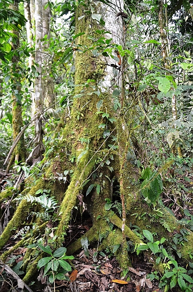 225_Ecuador_Amazonas_Aera.JPG