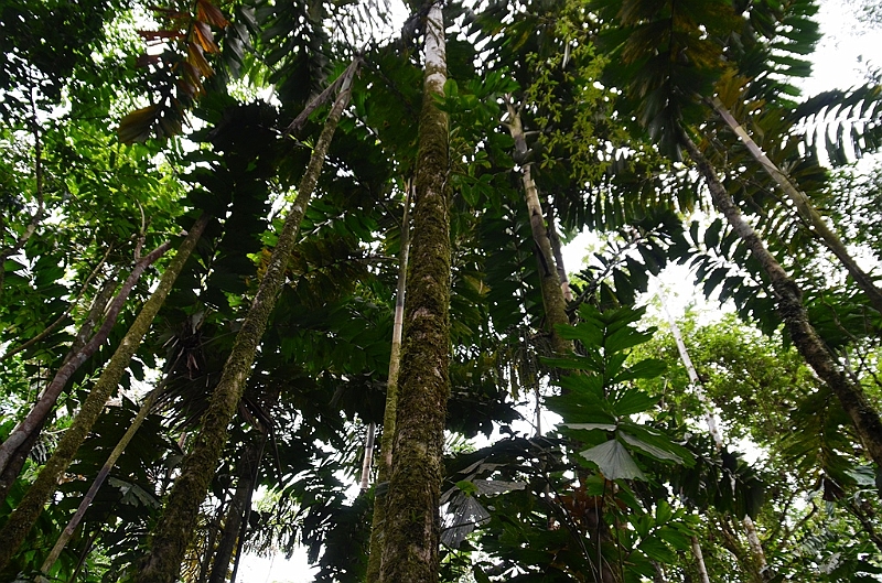 227_Ecuador_Amazonas_Aera.JPG