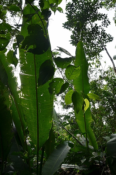 231_Ecuador_Amazonas_Aera.JPG