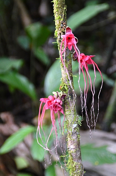 232_Ecuador_Amazonas_Aera.JPG
