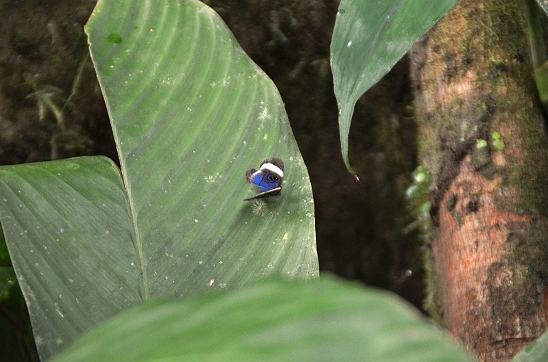 233_Ecuador_Amazonas_Aera.JPG