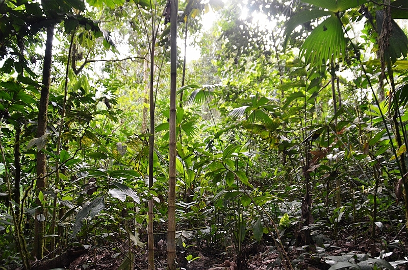 234_Ecuador_Amazonas_Aera.JPG