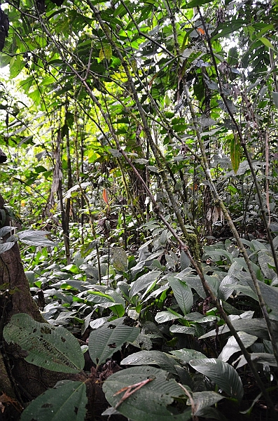 235_Ecuador_Amazonas_Aera.JPG