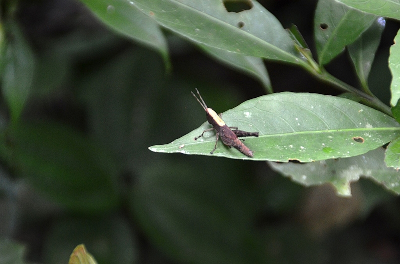 239_Ecuador_Amazonas_Aera.JPG
