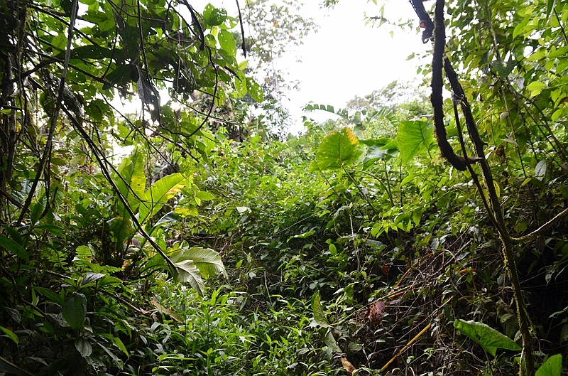 240_Ecuador_Amazonas_Aera.JPG