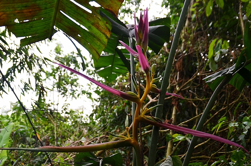 246_Ecuador_Amazonas_Aera.JPG