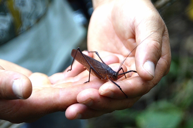 252_Ecuador_Amazonas_Aera.JPG