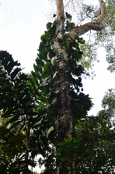 253_Ecuador_Amazonas_Aera.JPG