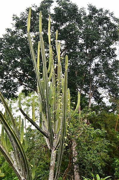 257_Ecuador_Amazonas_Aera.JPG