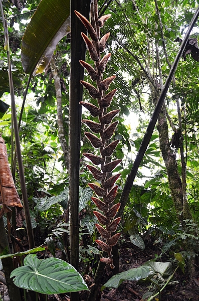 273_Ecuador_Amazonas_Aera_Napo_River_Tour.JPG