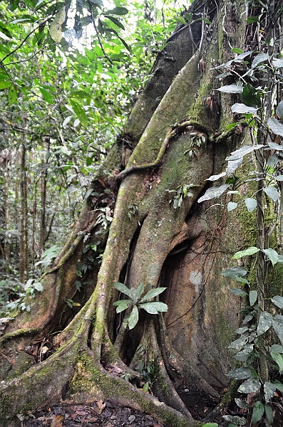 282_Ecuador_Amazonas_Aera_Napo_River_Tour.JPG