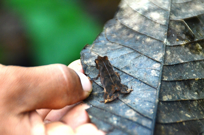 284_Ecuador_Amazonas_Aera_Napo_River_Tour.JPG
