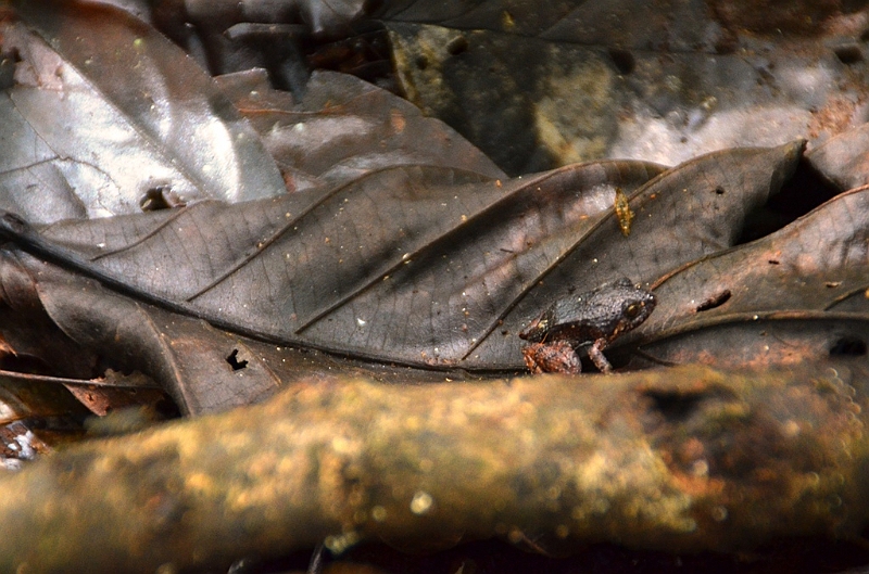 286_Ecuador_Amazonas_Aera_Napo_River_Tour.JPG