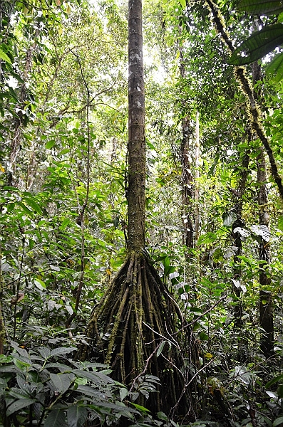 289_Ecuador_Amazonas_Aera_Napo_River_Tour.JPG