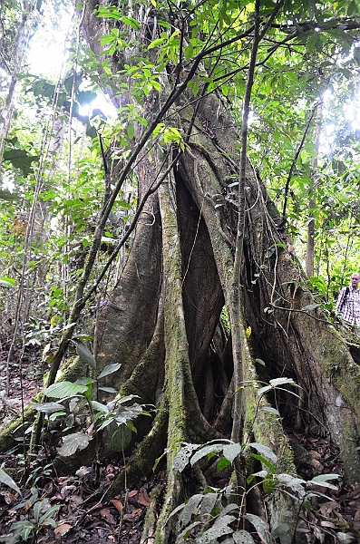 291_Ecuador_Amazonas_Aera_Napo_River_Tour.JPG