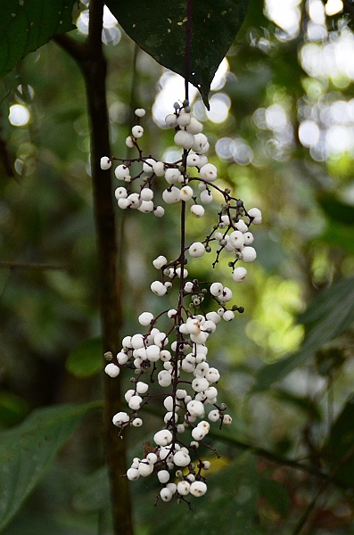 295_Ecuador_Amazonas_Aera_Napo_River_Tour.JPG