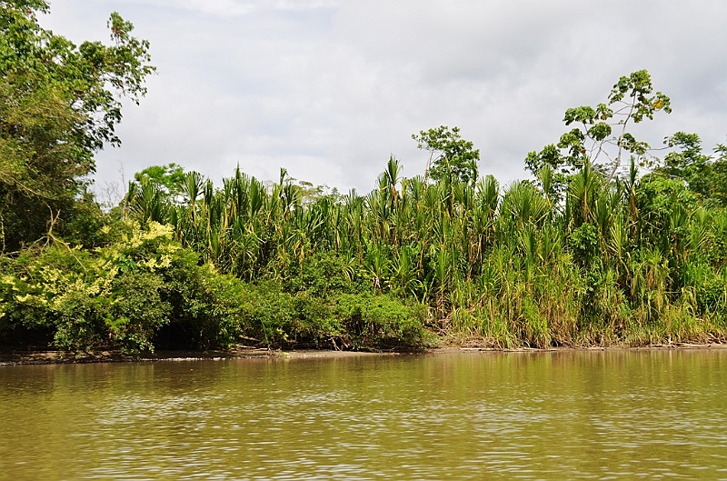 302_Ecuador_Amazonas_Aera_Napo_River_Tour.JPG