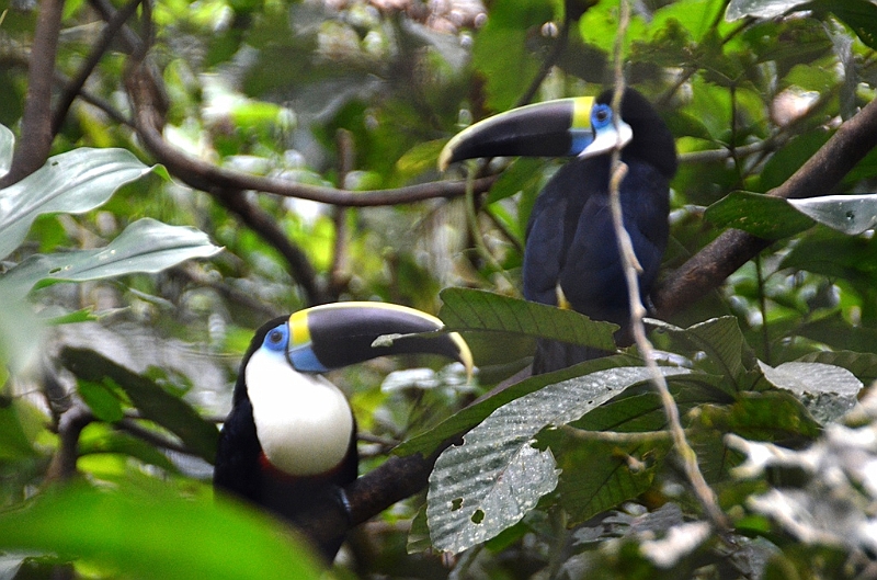 305_Ecuador_Amazonas_Aera_Napo_River_Tour.JPG