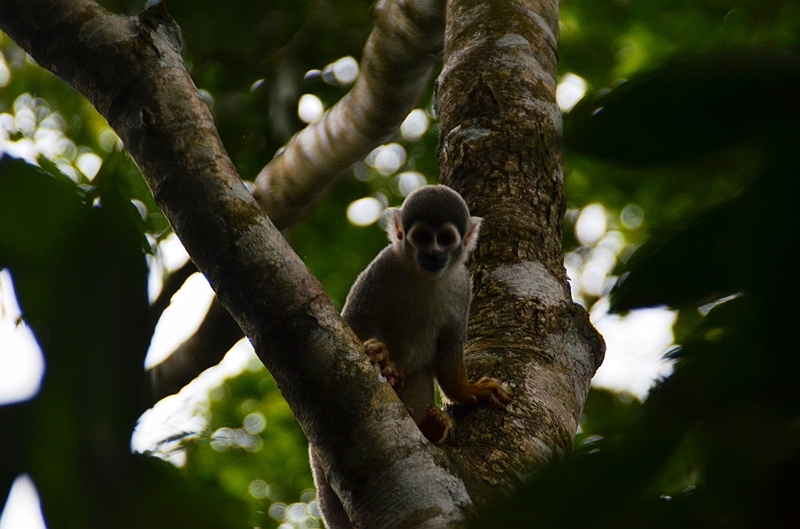 306_Ecuador_Amazonas_Aera_Napo_River_Tour.JPG