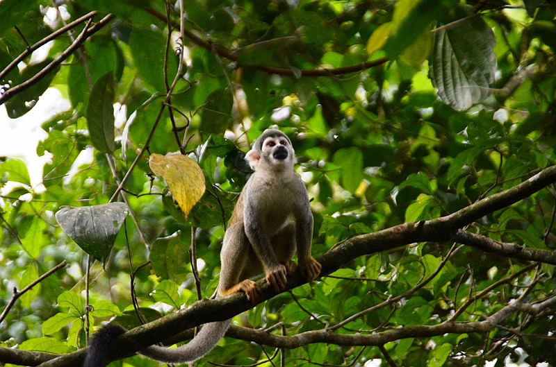 308_Ecuador_Amazonas_Aera_Napo_River_Tour.JPG
