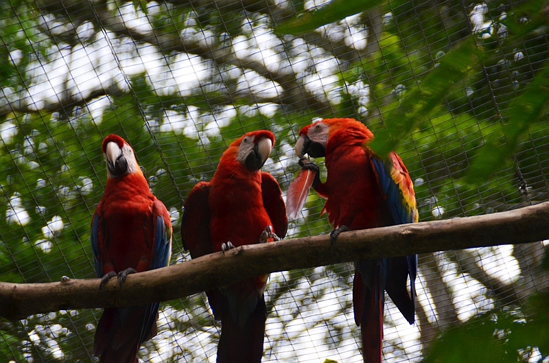 309_Ecuador_Amazonas_Aera_Napo_River_Tour.JPG