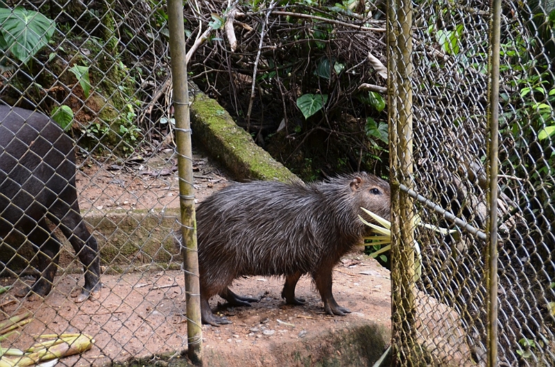 311_Ecuador_Amazonas_Aera_Napo_River_Tour.JPG