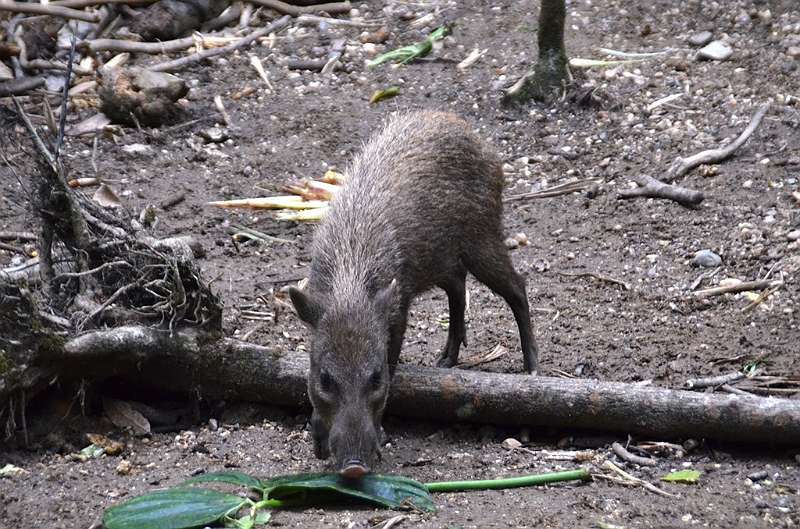 314_Ecuador_Amazonas_Aera_Napo_River_Tour.JPG