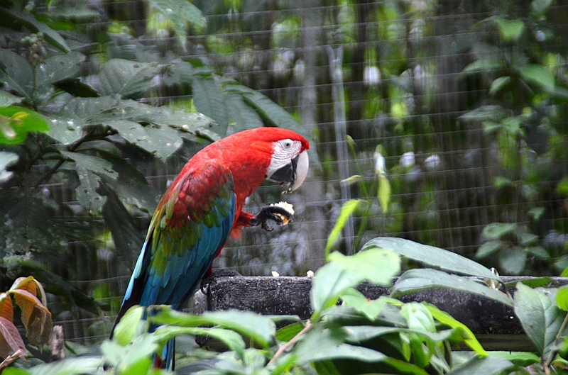 316_Ecuador_Amazonas_Aera_Napo_River_Tour.JPG