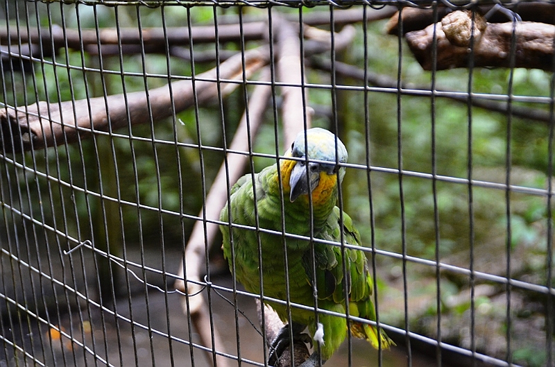 317_Ecuador_Amazonas_Aera_Napo_River_Tour.JPG