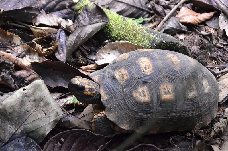318_Ecuador_Amazonas_Aera_Napo_River_Tour.JPG