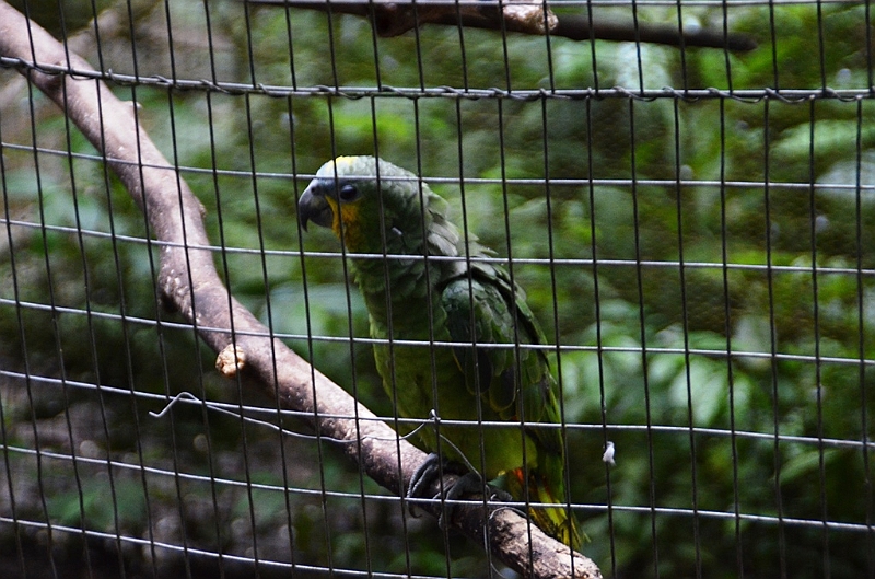 319_Ecuador_Amazonas_Aera_Napo_River_Tour.JPG