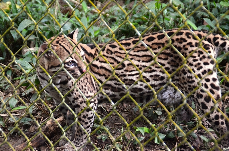 320_Ecuador_Amazonas_Aera_Napo_River_Tour.JPG